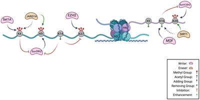 Is There a Histone Code for Cellular Quiescence?